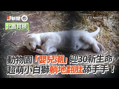 動物園「嬰兒潮」迎30新生命　超萌小白獅躺地舔手｜北馬其頓｜駱駝｜袋鼠