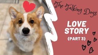 Chubby Corgi Goes On Date With Cat Hammy And Olivia