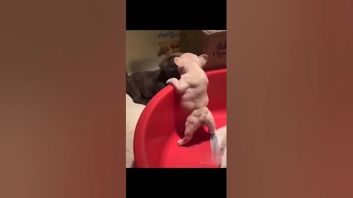 Video 11817841: cat cutecat funny, best funny cats dogs