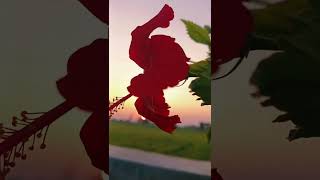 gaav ki sun set video #village #nature