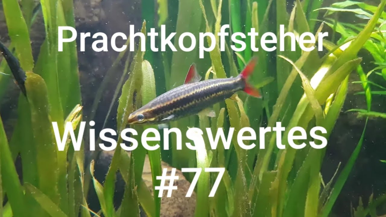 Prachtkopfsteher | Wissenswertes #77