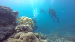 Download Lagu dive master hani ssi MP3