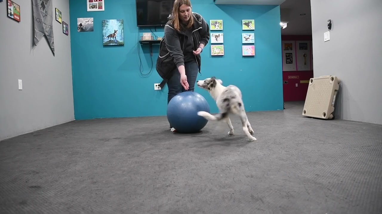 Loki learning to "balance" for Treibball