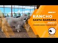 Rancho Santa Barbara Criadores Raza Dorper Parte 2