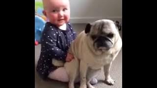 LIHAT BAGAIMANA ANJING MENJAGA ANAK MAJIKANNYA ❤❤😍