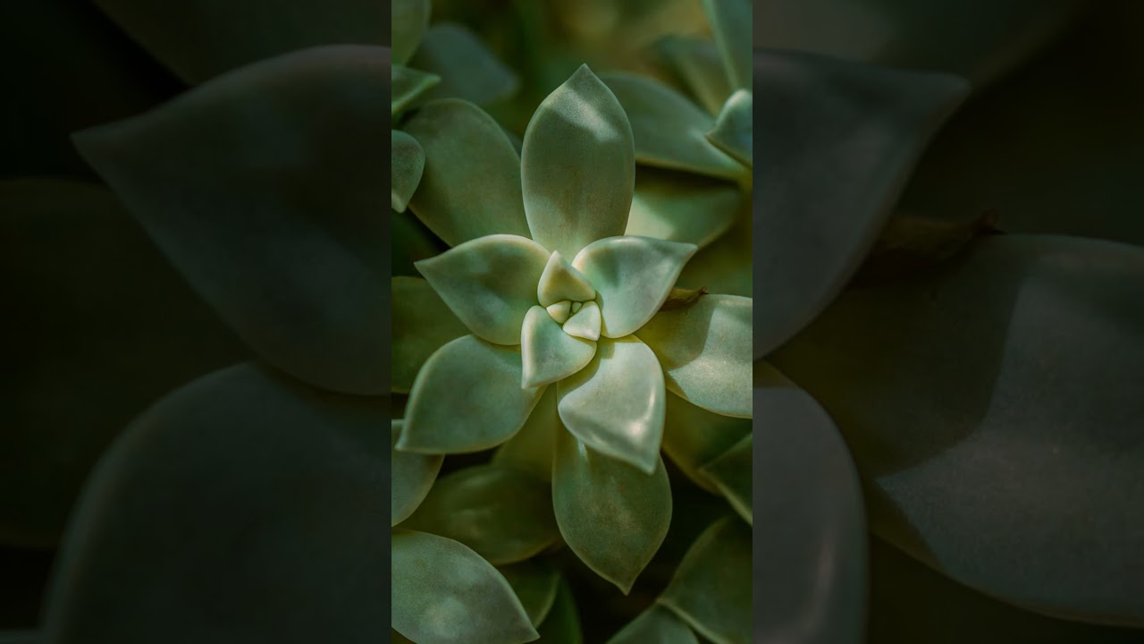 🌱💚 GREEN PLANT + NEW WALLET = MONEY FLOW 💸