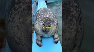 Seals Are Way Smarter And Funnier Than You Think 🦭😂