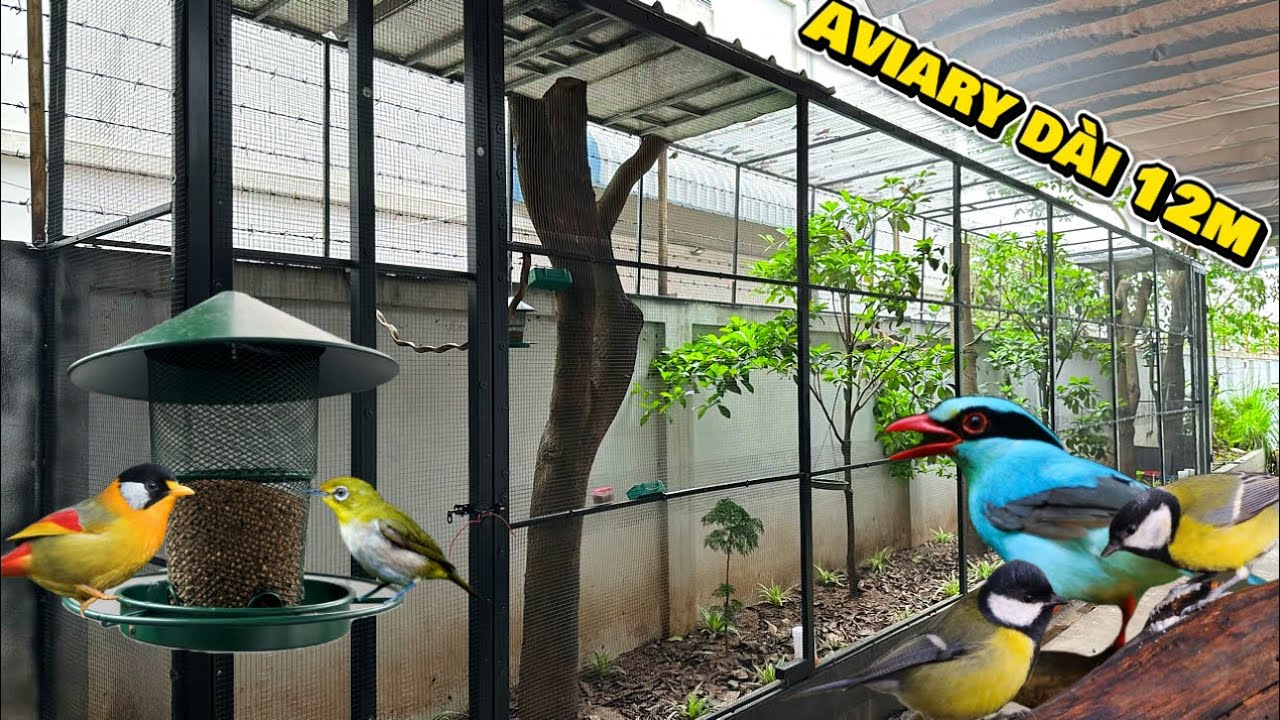 Mẫu chuồng nuôi CHIM CẢNH dài 12m ĐƠN GIẢN & SẠCH SẼ || Đạt Bird TV