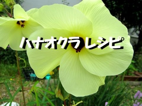 オクラ 花 食べ方