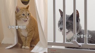 First Time Two Cats Engaged In A Conversation by 김메주와 고양이들 181,003 views 2 months ago 8 minutes, 9 seconds