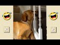 🤣 Funniest 🐶 Dogs and 😻 Cats - Funny Animal Videos 🤣