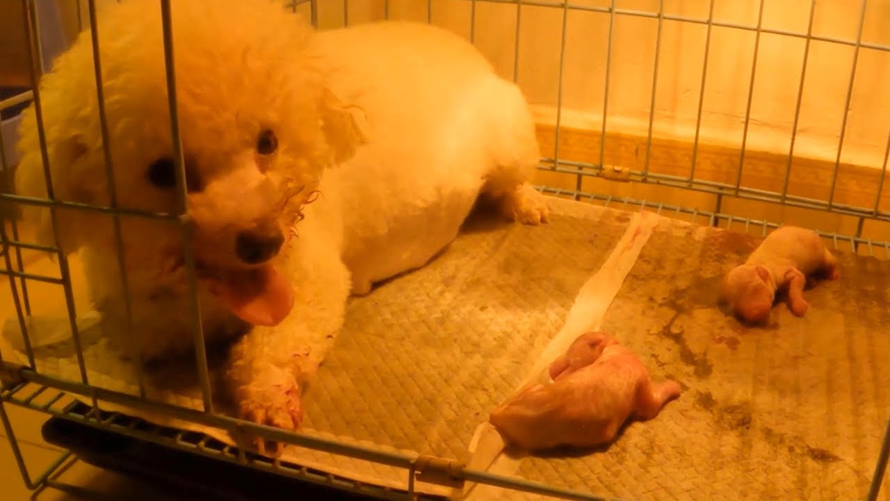 The mother dog gave birth to 5 lovely white puppies | Puppies love TV ...