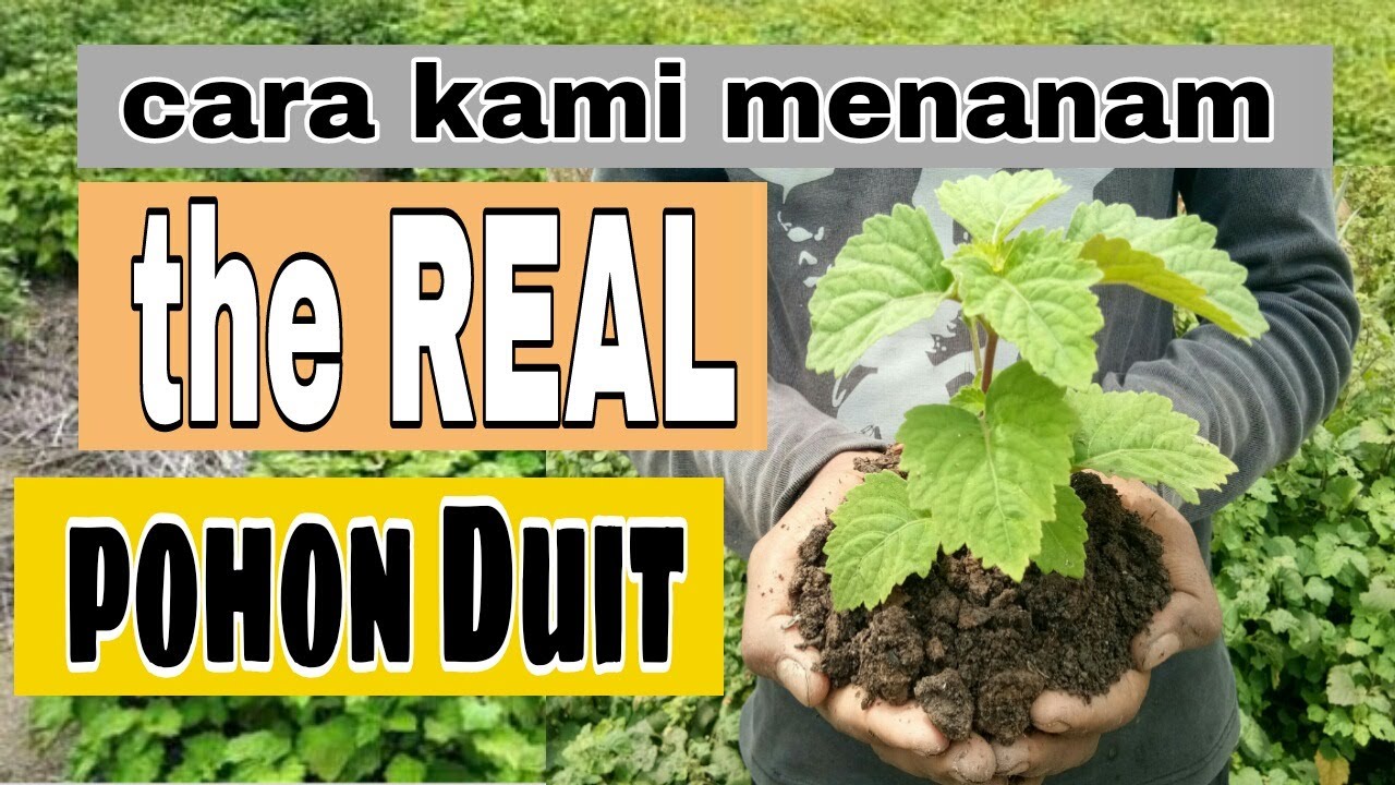 1.CARA CEPAT DAN PRAKTIS MENANAM NILAM | Menanam nilam dengan baik dan