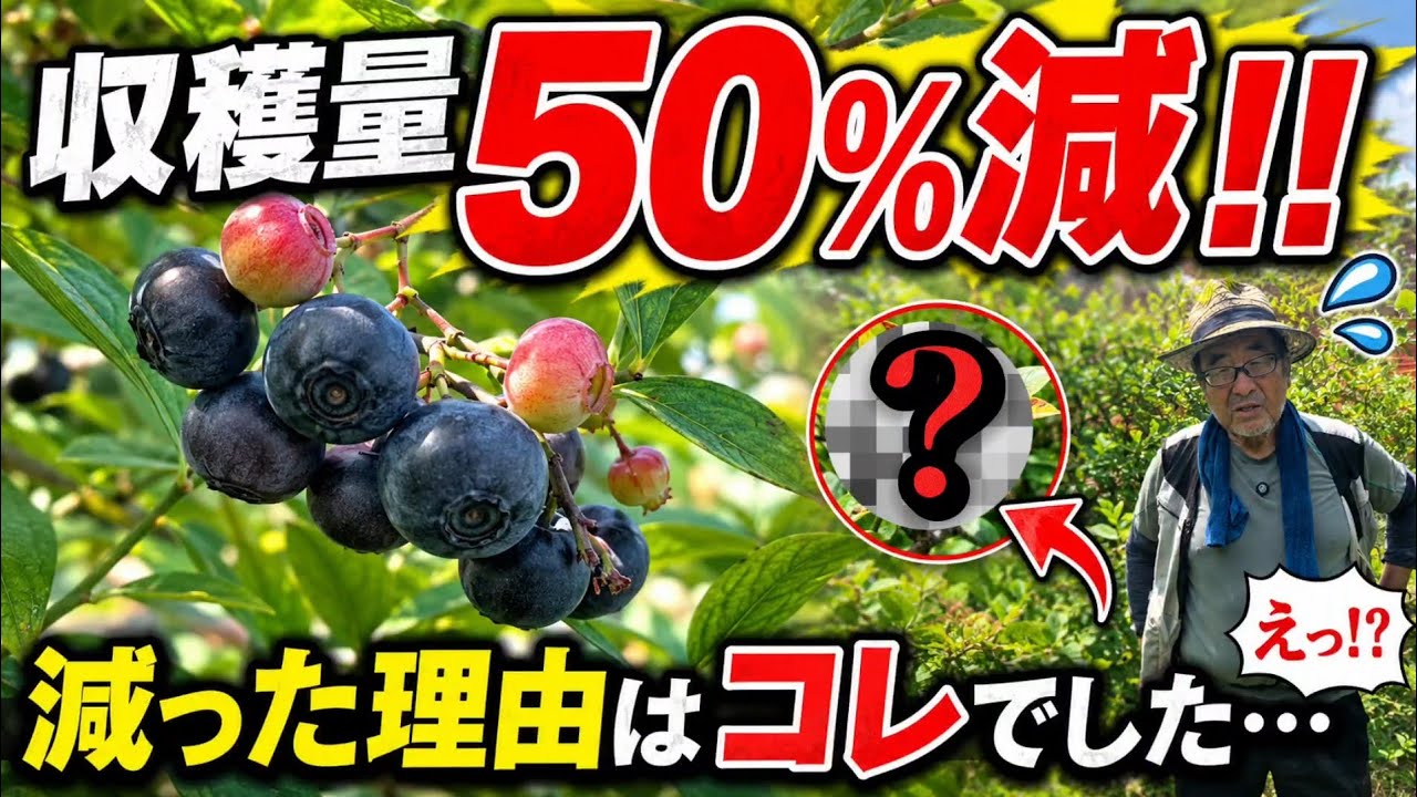 50% Harvest Drop] The Reality of the XX Damage That Struck