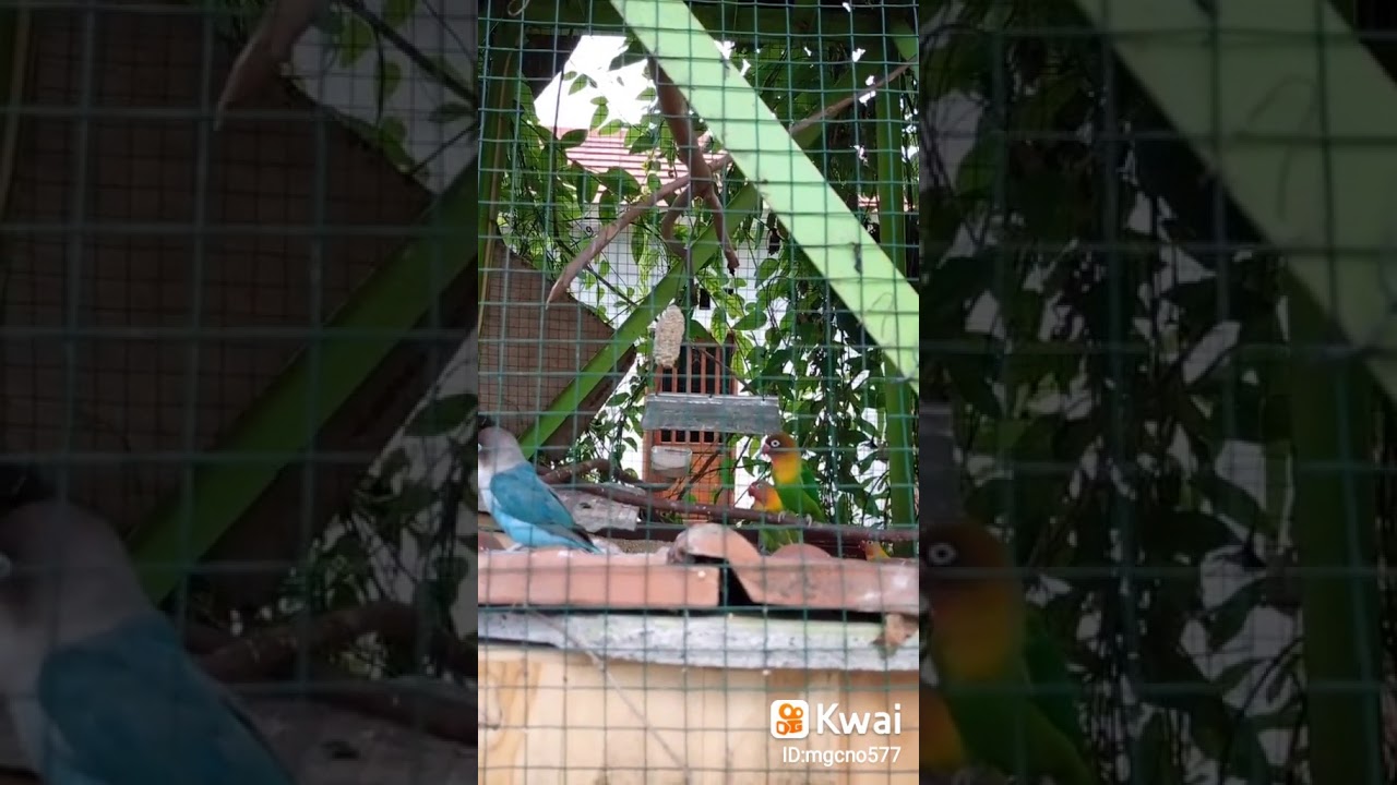 Lovebird Langka 