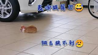 阿猫小橘表演时刻