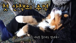 ♡알프스에  사는 버니즈 마운틴 독 피가로의 귀여운 토끼뜀