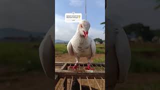 Merpati Blorok Apa Bisa Buat Kolongan merpati merpatiblorok merpatikolong merpatibagus pmti