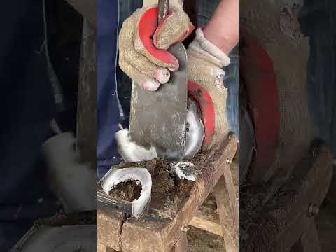 The donkey's hoof is too thick, the master cut it off in big pieces!丨ASMR
