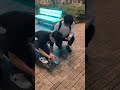 泣いてる弟に。。。#shorts