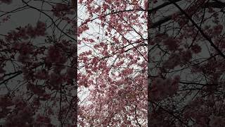 Cherry 🌸 Blossom 🇸🇪 Stockholm #Travel #Stockholm #Cherryblossom #Tiktok #Flowers #Spring #Vlog