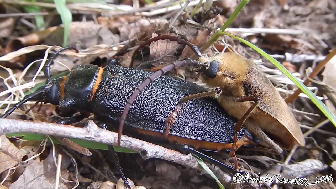 Acanthinodera cumingii Mating