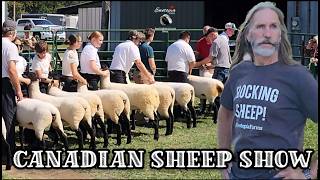 Showing Suffolk Sheep At The Shawville Fair In Quebec