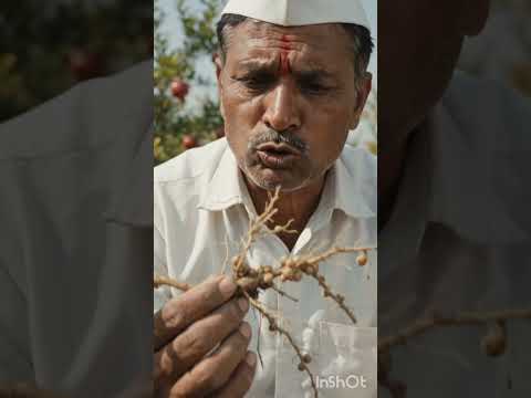 डाळिंब पेरू निम्याटोड नियंत्रण  #डाळिंब #maharashtra