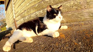 小屋の裏で気持ちよさそうに夕日を浴びるハチワレ猫