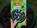 Bangali Puja sweet coconut ladu!! How make to coconut ladu recepie!!নারকেল লাড্ডু কীভাবে তৈরি করবেন
