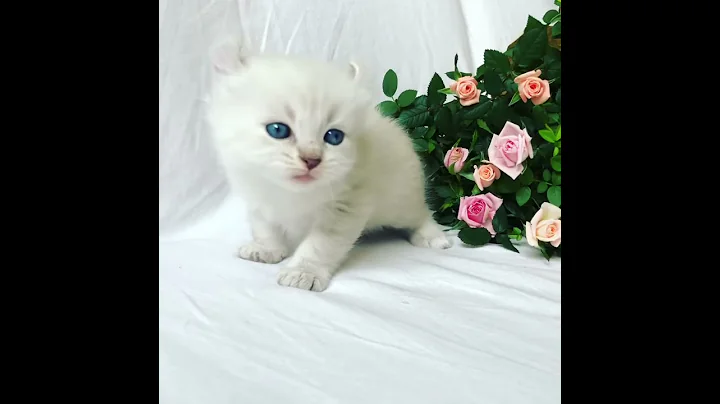 Watch the video about Meow 🐱