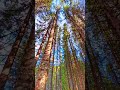 Forest Trail in Norway 🌲 Golden Light &amp; Roots Path 4K Nature Walk #norway #travel #nature #ambient