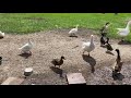 Duck, Duck, and Goose Flight School