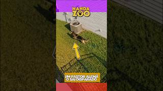 Pastor Alemão avança, mas o Pitbull... 🐕😱 #cachorro #shorts #animais