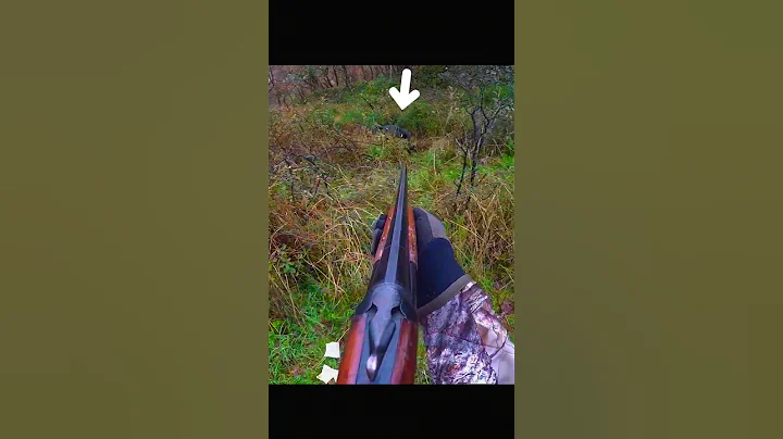 Feral pigs removed on the run. #hunting #conservation #aerialshooting