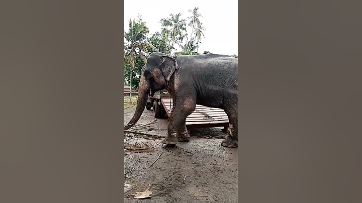 මීරිගම නිලමේ (දැන් ඉතින් අපි වයසයිනේ)  #srilankanelephant #viralvideo #shortvideo #youtubeshort