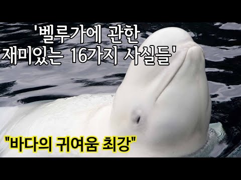 Jeomsun&rsquo;s Animal Globe 23 : Intersting 16 Facts about Beluga
