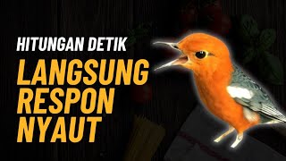 Merangsang Emosi Dalam Hitungan Detik, Pancingan Dan Terapi Anis Merah Macet Bunyi | AMO 15
