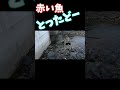 魚獲ったどー! #shorts #釣り #家族