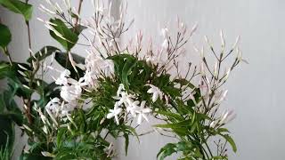 Pembe Yasemin Çiçeği Bakımı ( Jasminum Polyanthum,Pink Jasmine) Resimi