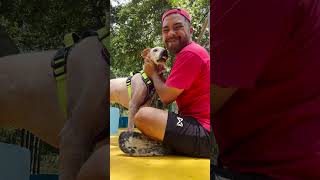 Watch this street dogs personality start to show 🥹