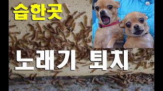 [노래기 박멸] 노래기 많은데 이렇게 해보세요/이것 하니 잘죽네.