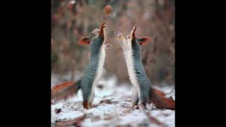 Dance of the Concussed Squirrels