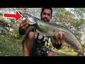 നാടൻ വാള പിടിച്ചു വറുത്തത് | Kerala fishing and cooking  | How to catch and cook Wallago attu