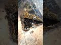 Check for stingless bee honey in the hive #shorts #stinglessbee #kelulut