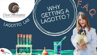 Lagotto Romagnolo FAQ - Why getting a Lagotto?🤷‍♀️🐶❓