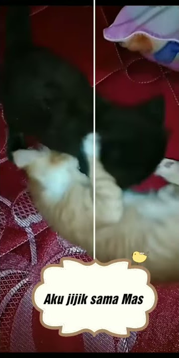 PARODI LUCU JANGAN SENTUH AKU AKU JIJIK AKU BENCI || AFIFAH ORANG KETIGA