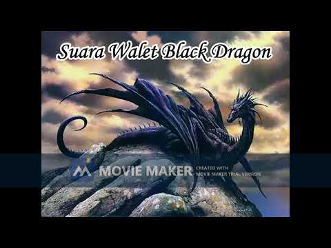 Suara walet black dragon