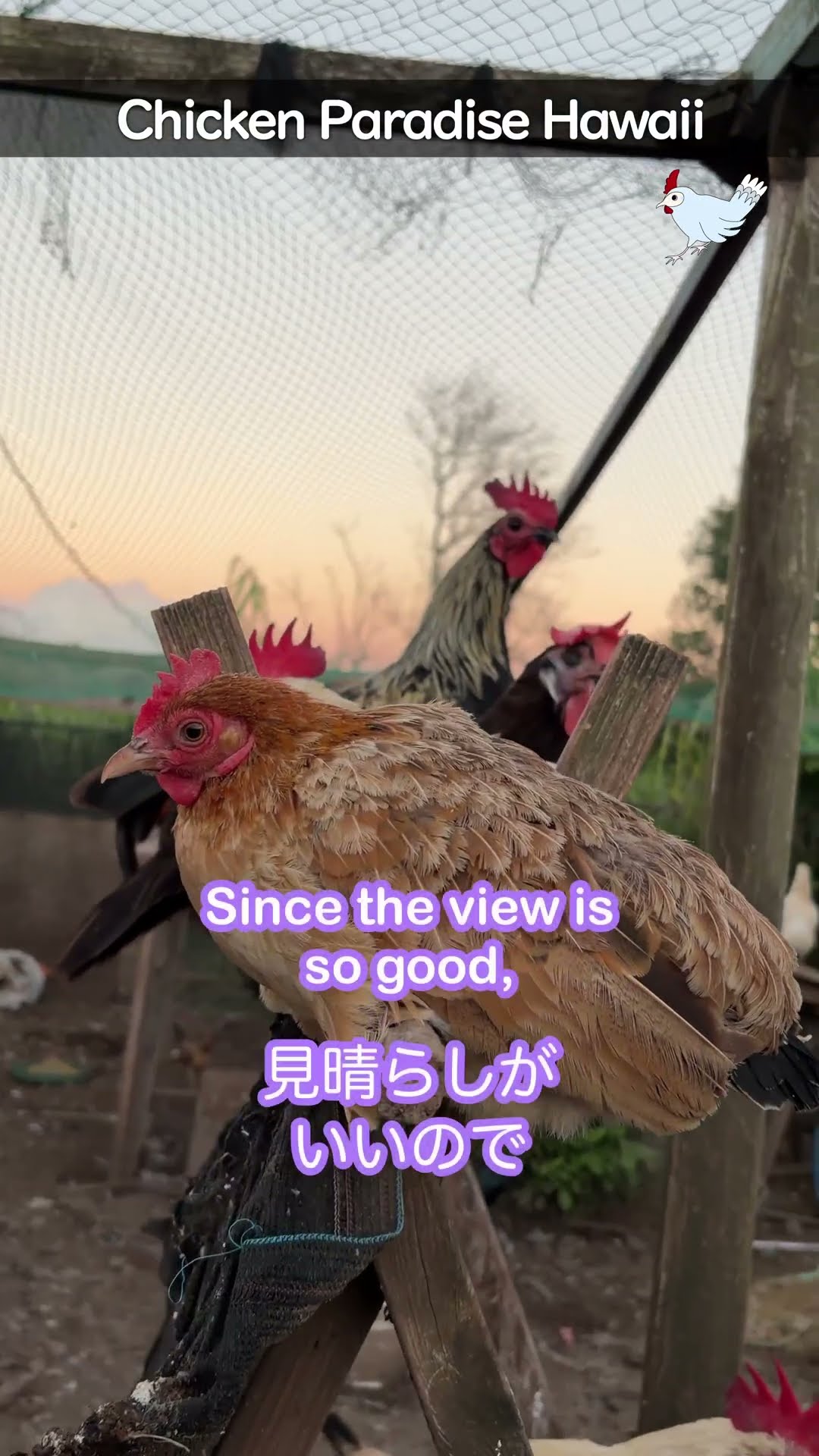 夕焼けの空に感謝を❤️今日も平和に過ごせました⭐️