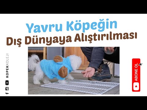 Video: Puppy ilk kez sahipleri için diş çıkarma çözümleri